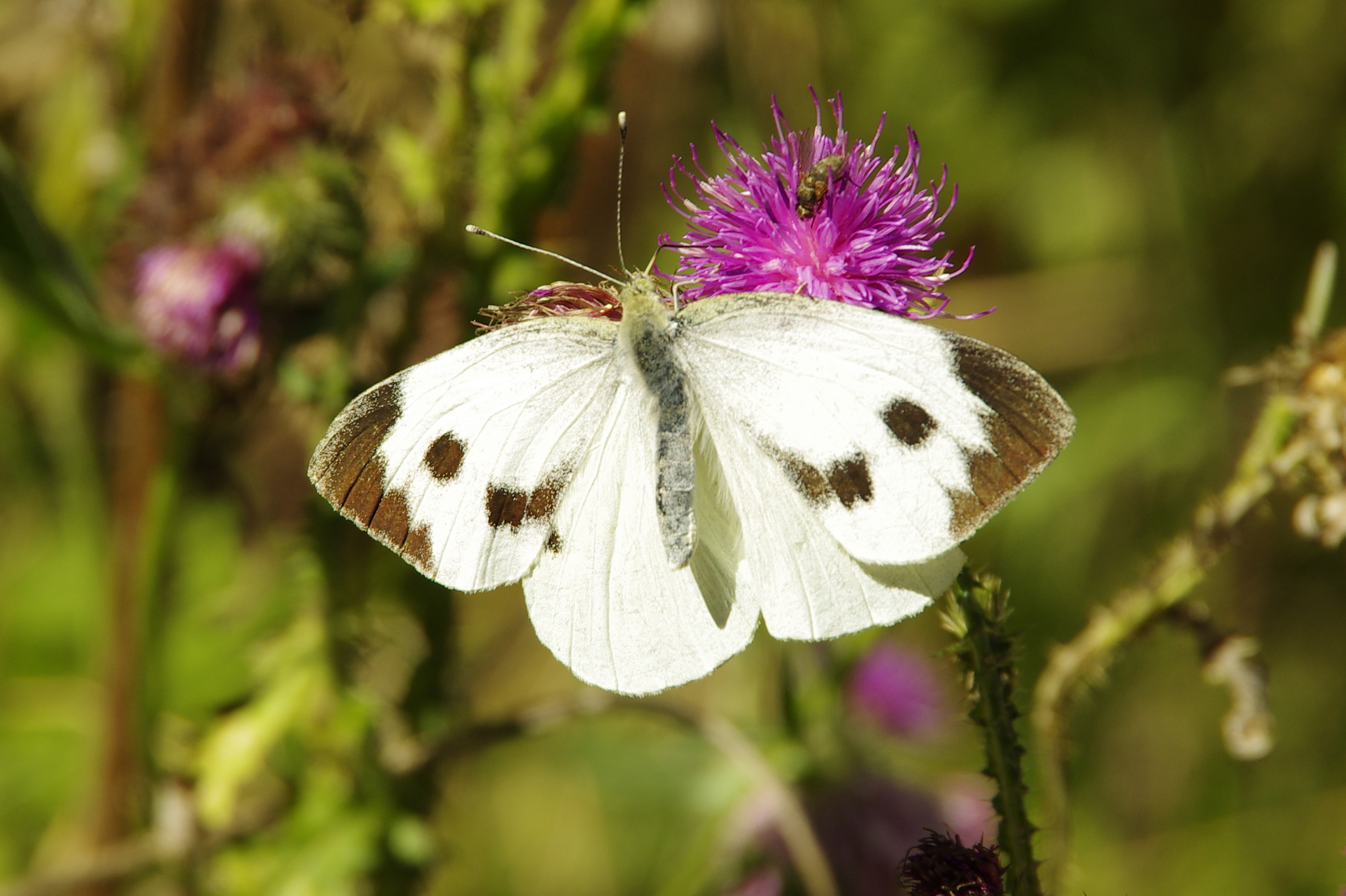 Großer Kohlweißling